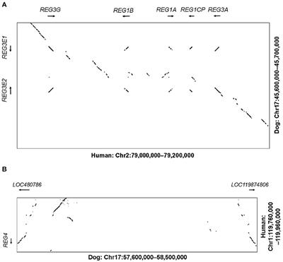 Identification of regenerating island-derived protein 3E in dogs